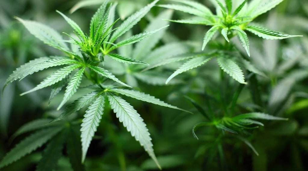 Comment prendre les gélules de CBD ?